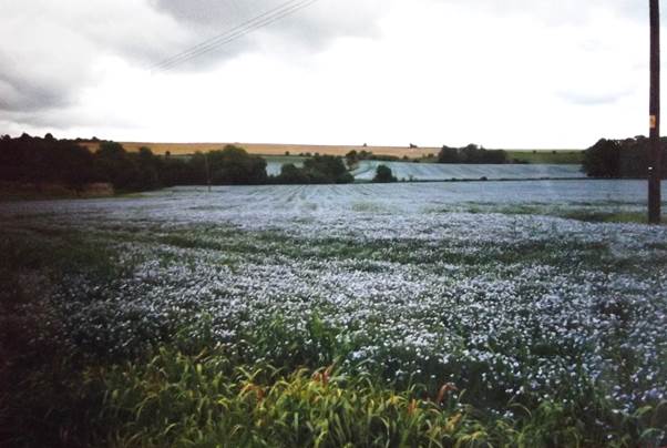 Flax growing in Market Lavington in the year 2000