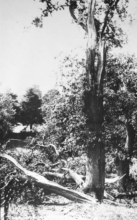 Tree struck by lightning in the grounds of Clyffe Hall - 1927