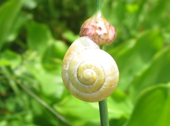 A Market Lavington Snail