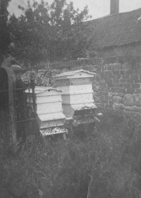 1920s photo of beehives in the garden behind the fish and chip shop in Market Lavington