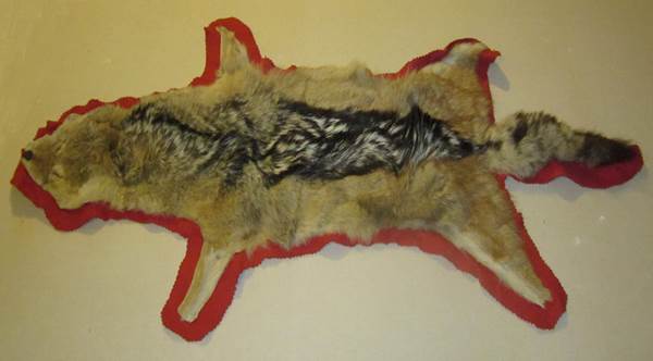 A wolf cub pelt at Market Lavington Museum
