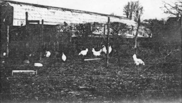 Poultry at Crossways